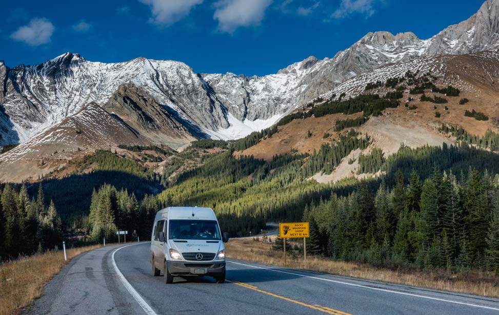 Bighorn sheep crossing.