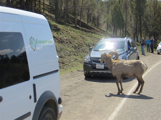 Bighorn sheep the Campervan North America way.