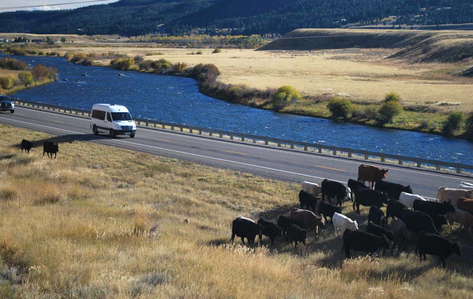 Cattle drive.