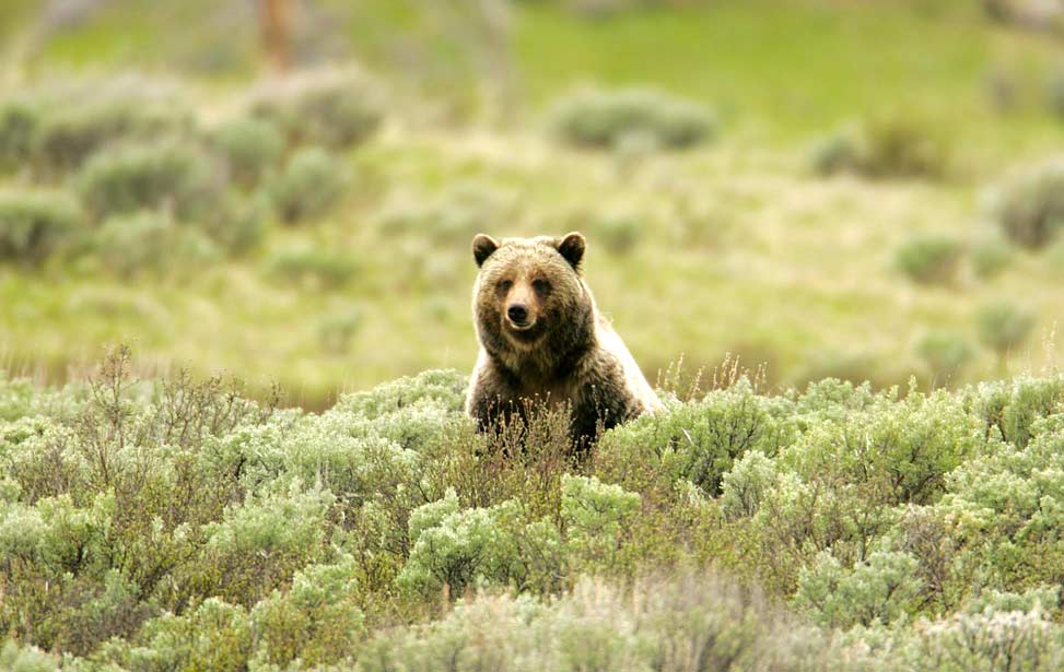 Yellowstone Grizzly Bear